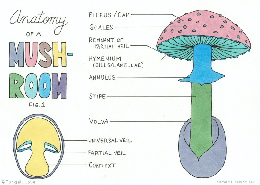 5da22a_mushroom_anatomy.png